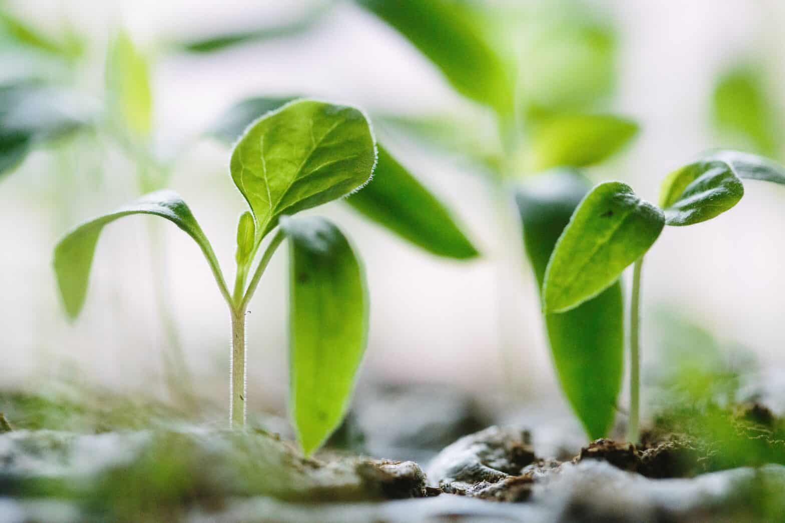 close up of seedlings