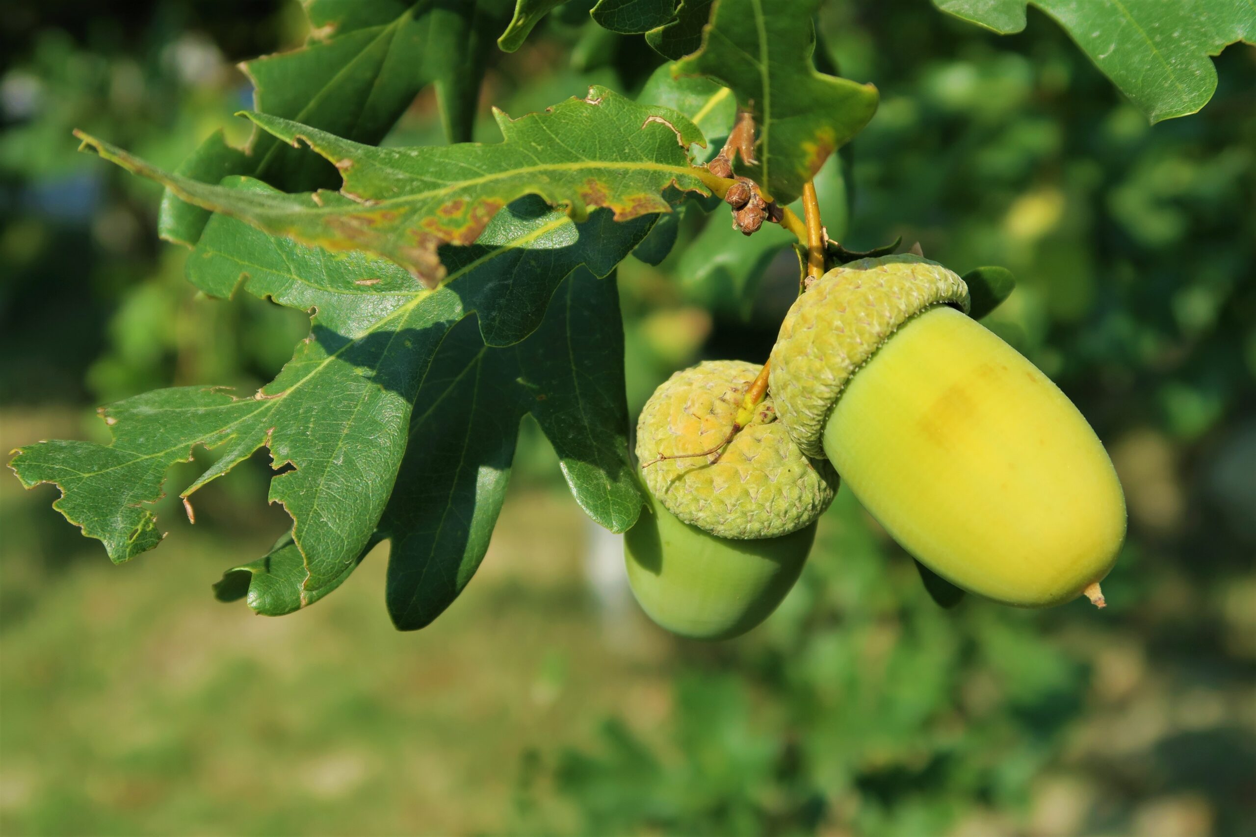 A close-up image of a cluster of green acorns on an oak tree, with green leaves.