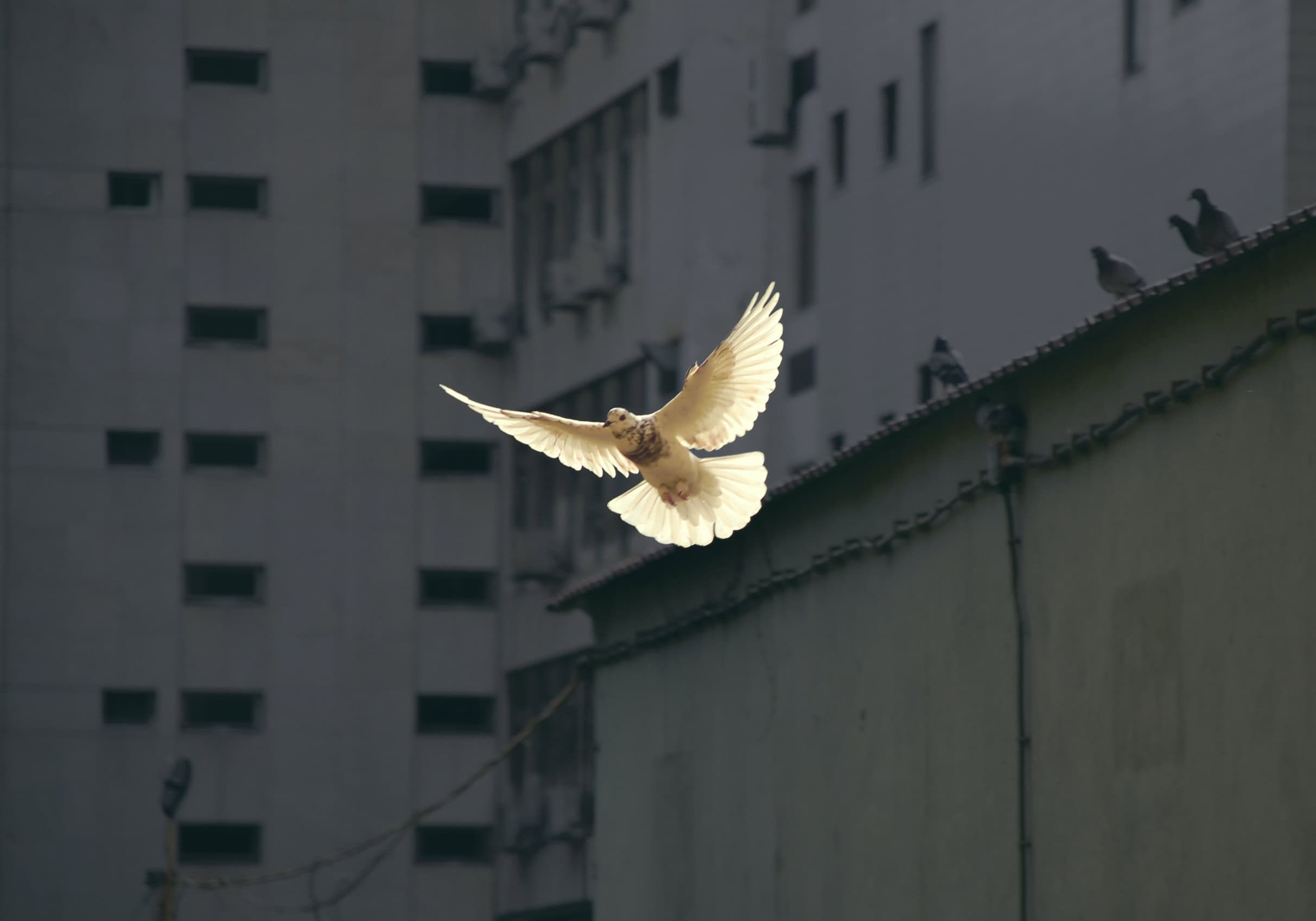 a white bird in flight, with grey buildings and grey birds behind
