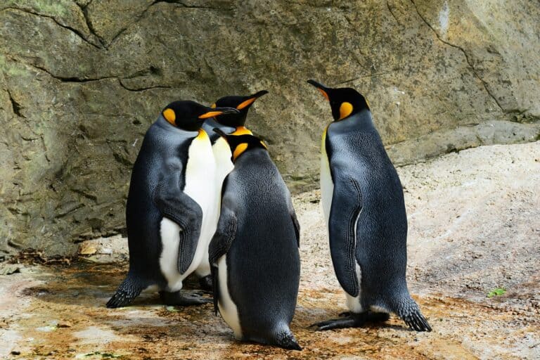 a group of penguins