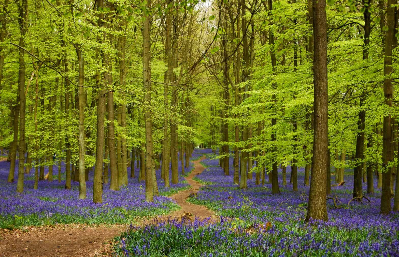 Bluebells in a forest