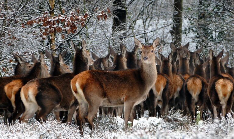 Deer in snow, in a forest with trees behind them