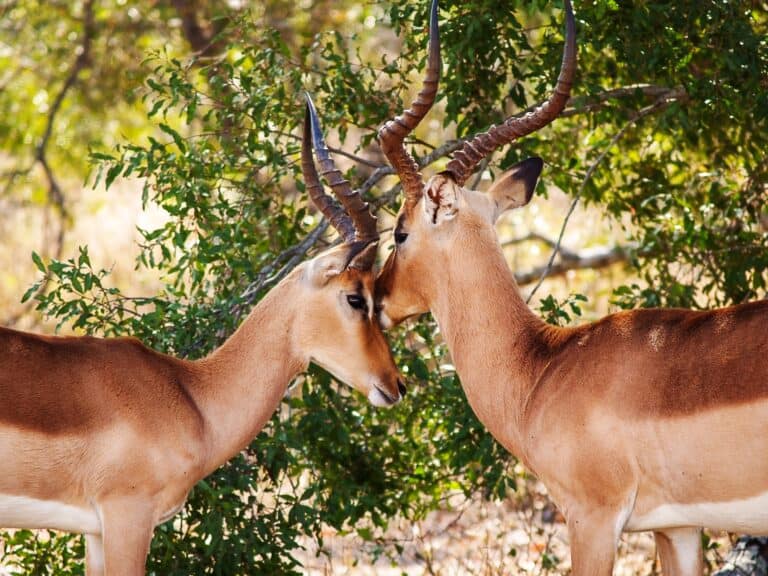 Two antelope beside a green leafy tree, shading themselves from the heat, their noses are touching