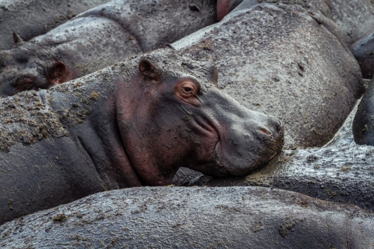 Muddy hippos tightly packed together