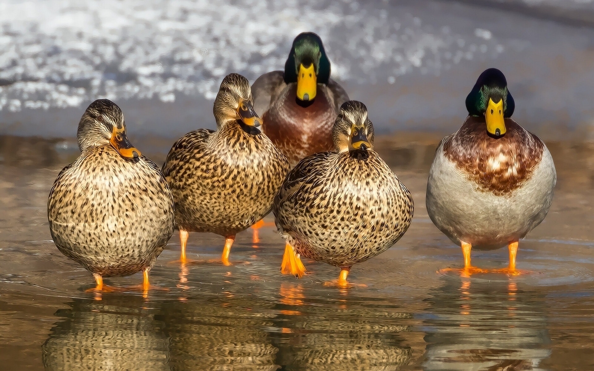 Five ducks stood in water