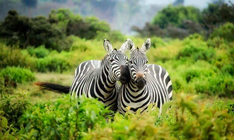 Two Zebra facing the camera, their heads together, with lush green foliage and trees behind them