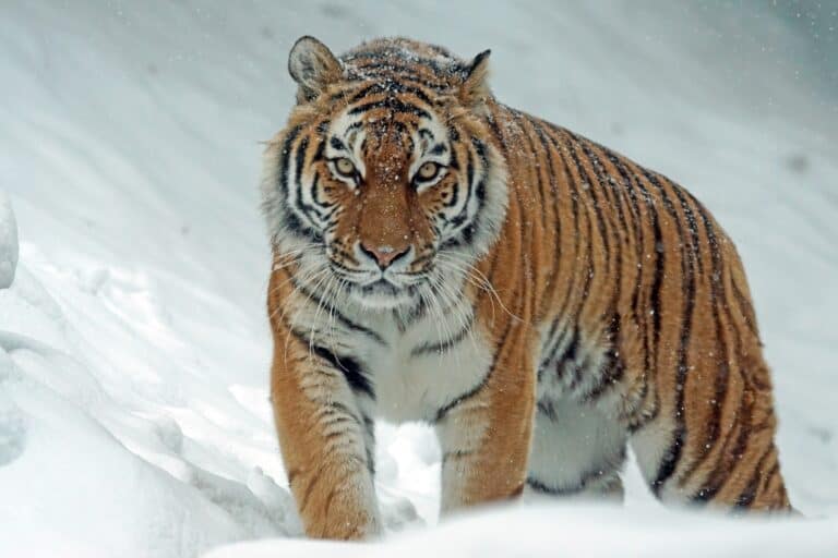 Tiger in snow