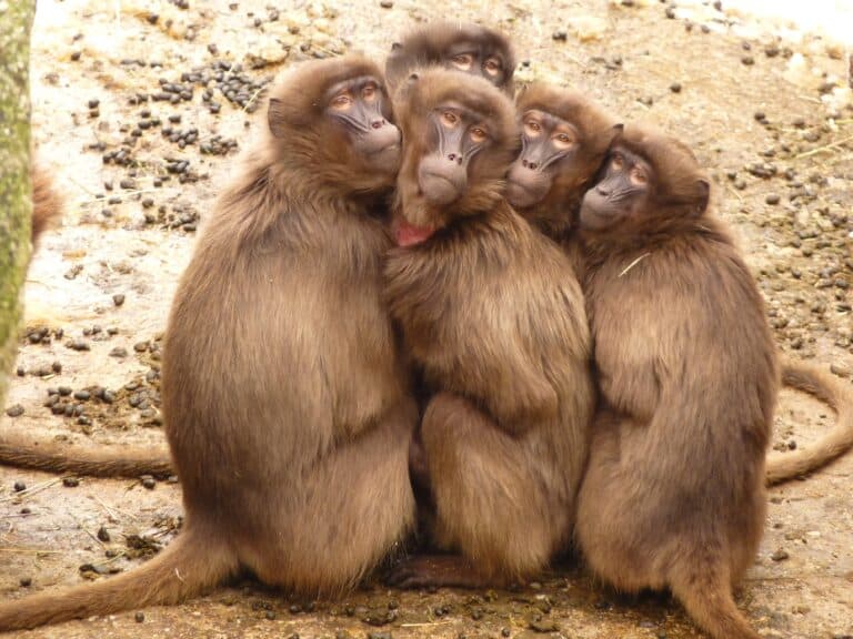 a group of small baboons