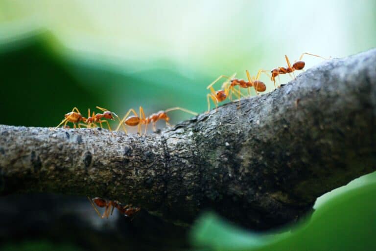 Ants in a line walking on a branch