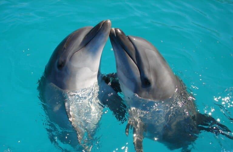 Dolphins with their noses out of the water, in clear blue water
