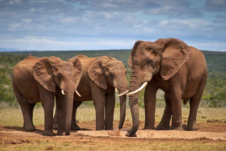 Small herd of elephants