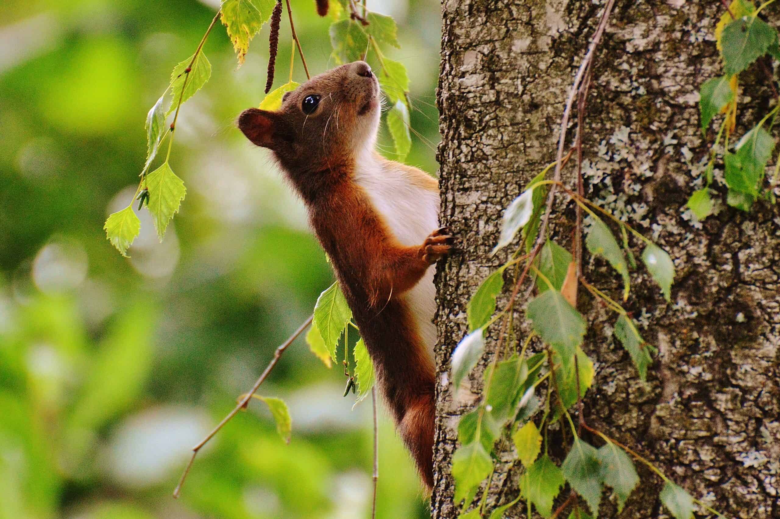 a red-coloured squirrel climbing up a tree.