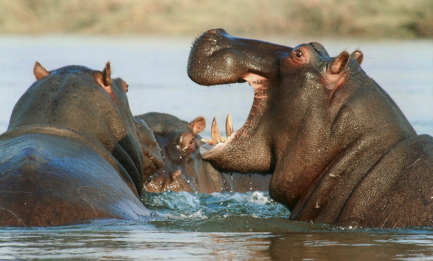 Hippo bathing together, one has its mouth open as though its laughing