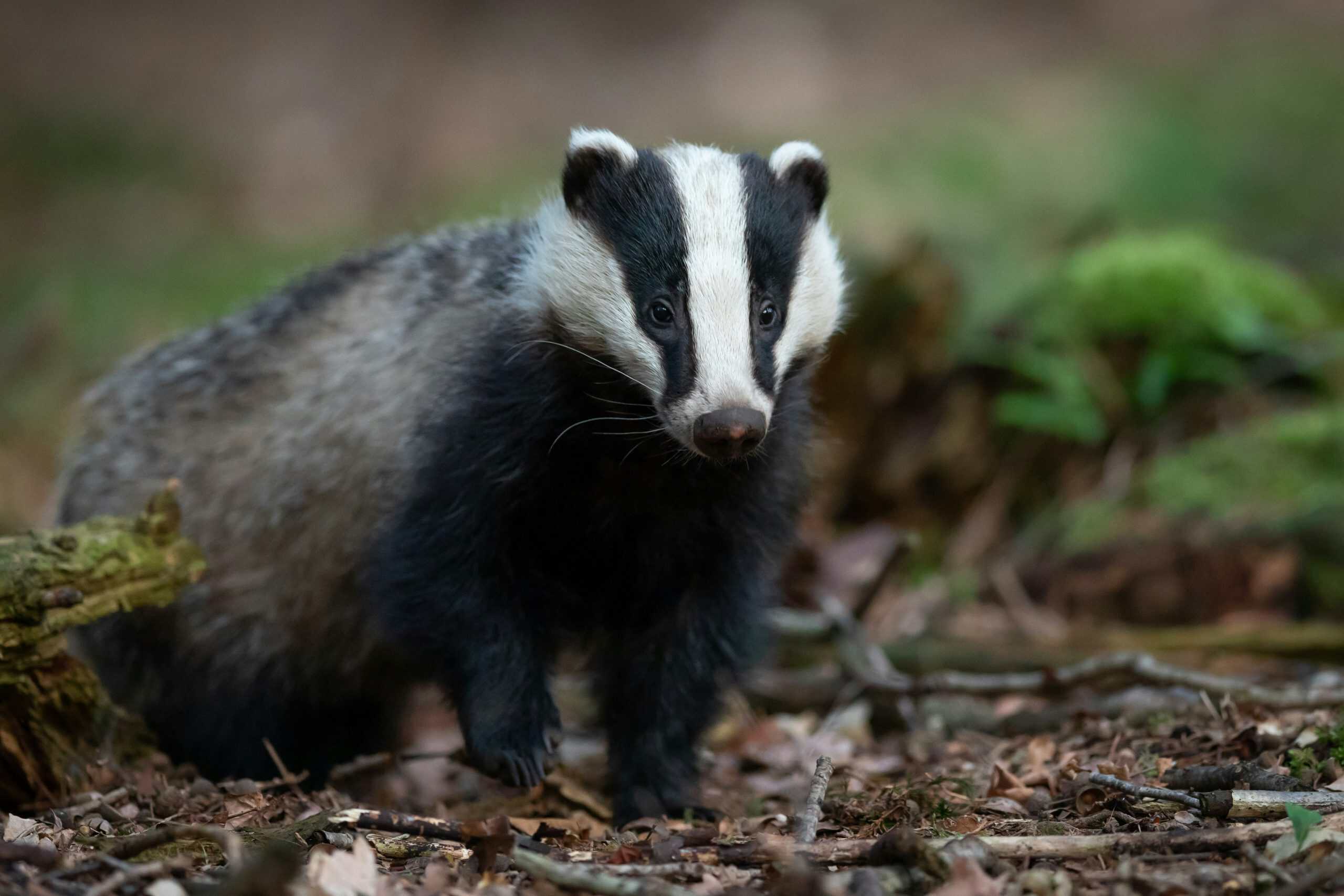 A badger