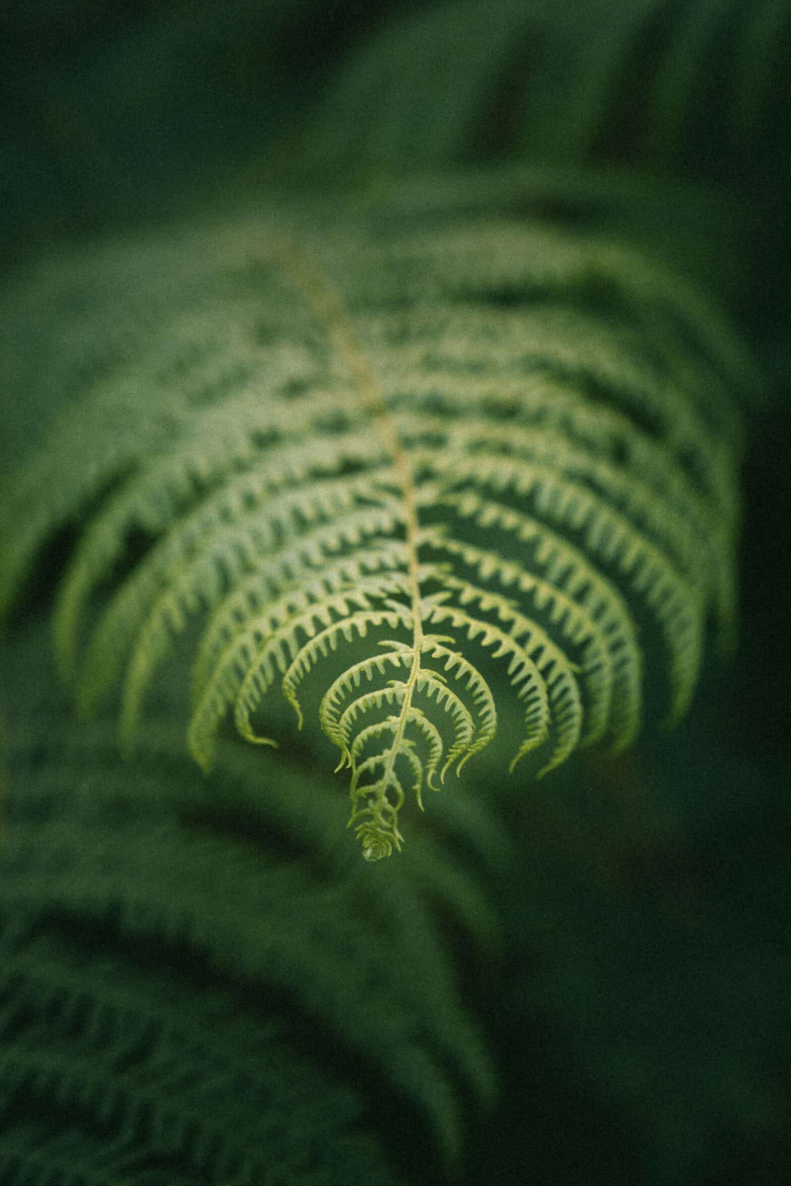 A fern