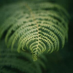 A fern