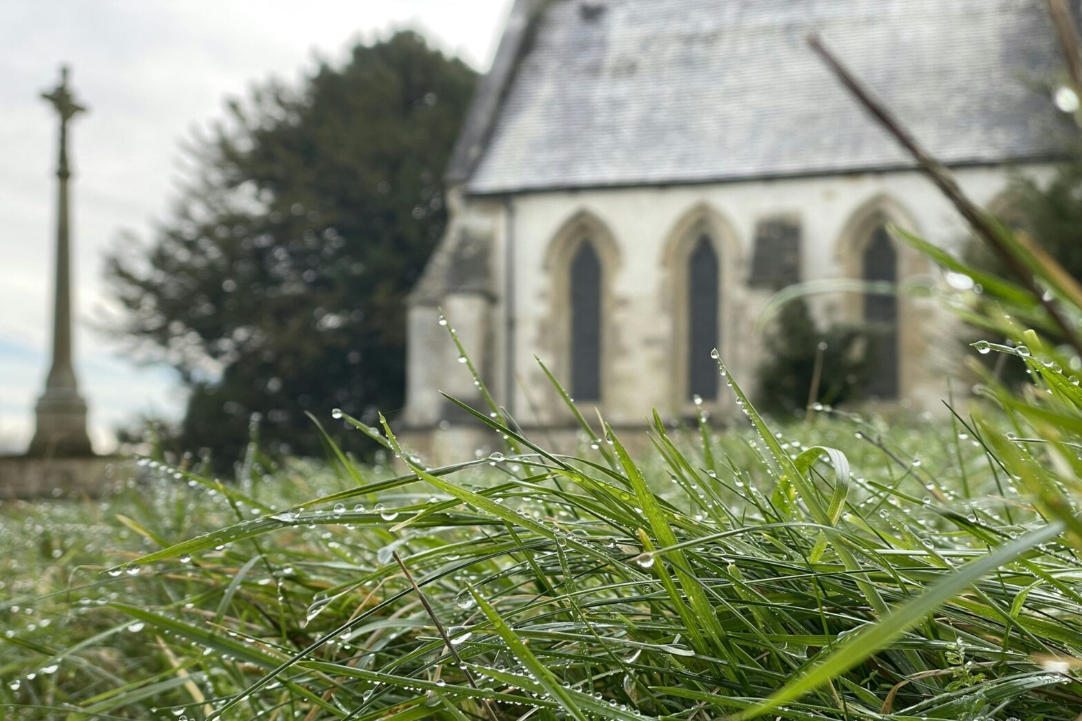 Grass with morning dew on it, beside a church